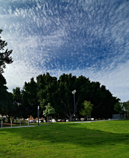 istock Beautiful view of a park with green grass, tall trees, deep blue sky and light clouds 1264661667