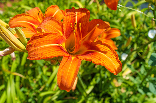 Summer orange daylily flowers detail closeup daytime