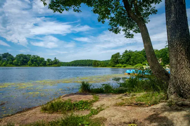 Scenic natural summer lake with blue sky and lily pads