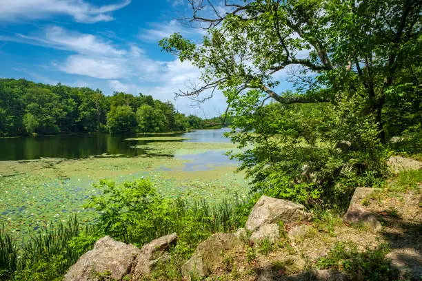 Scenic natural summer lake with blue sky and lily pads