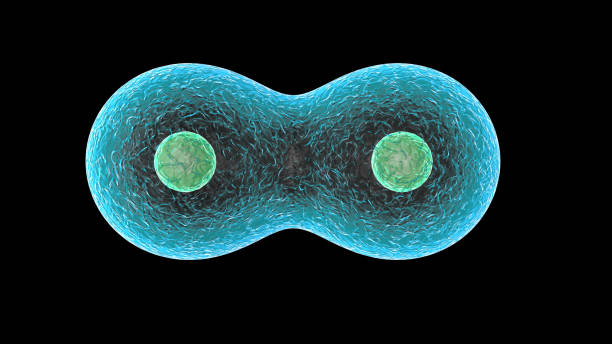 istock 3D rendering of Dividing cells on black background. Super high resolution, high pixel picture. 1264663120