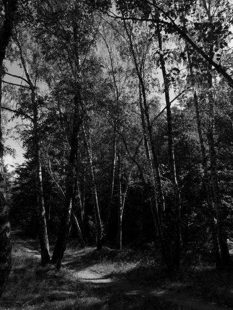 istock Forest footpath on a sunny summer day 1264665058