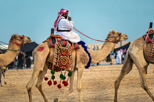 Saudi Arab Camel rider with his camel on traditional desert safari festival in abqaiq Saudi Arabia. 10-Jan-2020