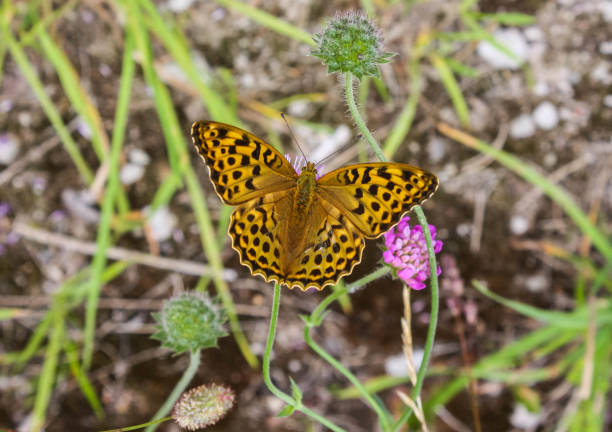 istock Rare silver washed fritillary on a purple flower 1264665380