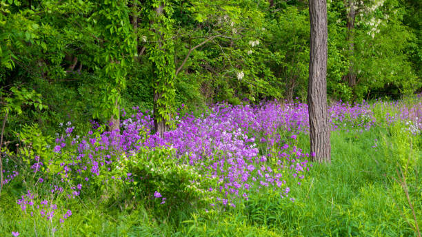 istock Flowers-Wild Flowers-Howard Co. Indiana 1264666068