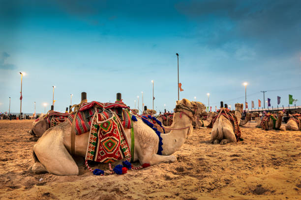Camels on traditional desert safari festival in abqaiq Saudi Arabia. 10-Jan-2020. Camels on traditional desert safari festival in abqaiq Saudi Arabia. 10-Jan-2020. dammam photos stock pictures, royalty-free photos & images