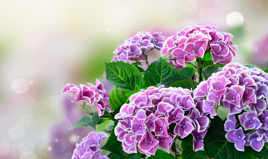 violet hortenzia flowers and green leaves over defocused garden background