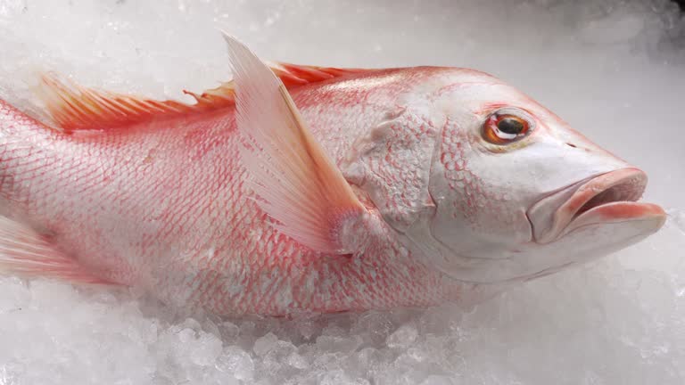 Fresh whole red snapper fish seafood uncooked on ice.