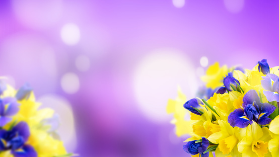 bouquet of daffodil and iris flowers over bright violet defocused background