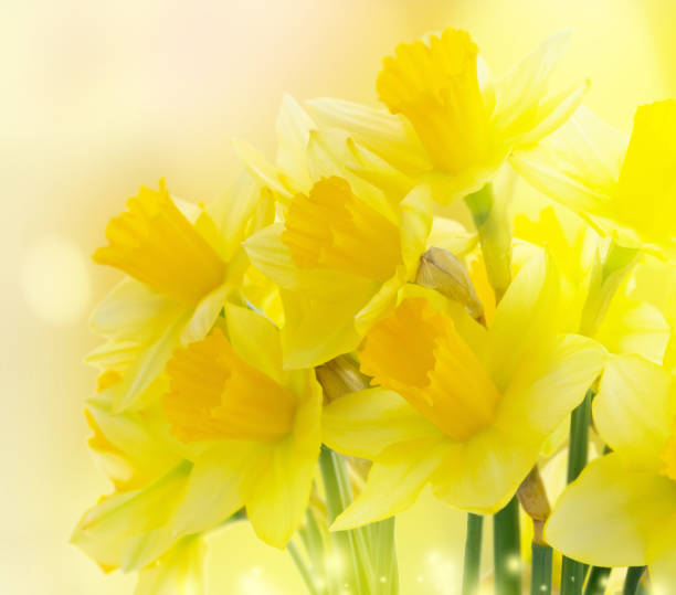 istock bouquet of daffodils flowers 1264667354