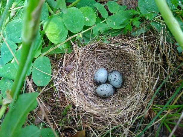 istock three blue eggs in a nest in the forest 1264668072
