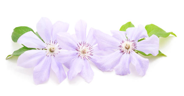 istock Blue clematis with green leaves. 1264668782
