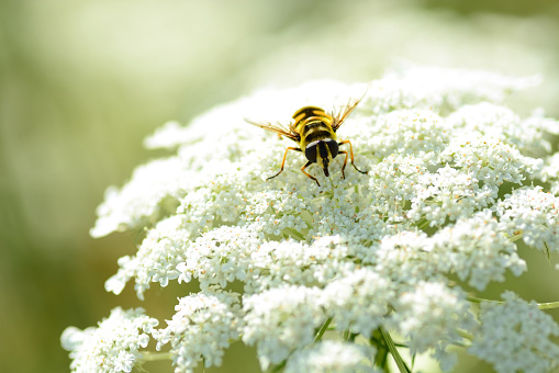 Summer day: single hoverfly on a blooming white queen annes lace