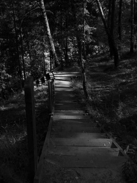 istock Wooden steps on the forest hill 1264669739