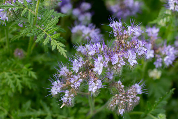 istock Blue Tansy also called Phacelia tanacetifolia or rainfarn phazelie 1264669967