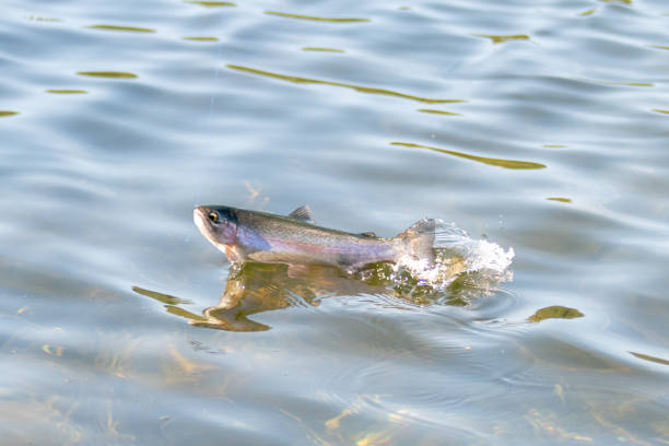 istock fishing for trout in a small lake in washington state 1264669975