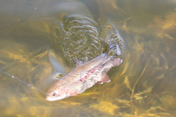 istock fishing for trout in a small lake in washington state 1264670227