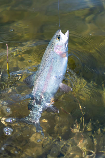 istock fishing for trout in a small lake in washington state 1264671313