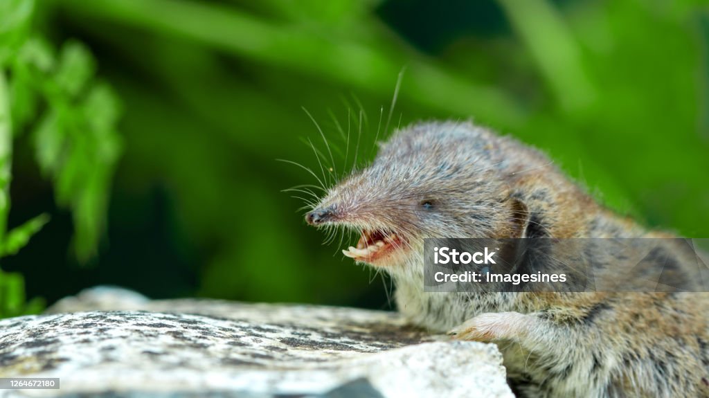 Bicolored Lesser white-toothed Shrew (Crocidura suaveolens) on stone with open mouth and white dangerous teeth close-up of insect-eating mammal and tick insect (Ixodes) parasite in fur, Ixodidae tick scapularis Borna Stock Photo