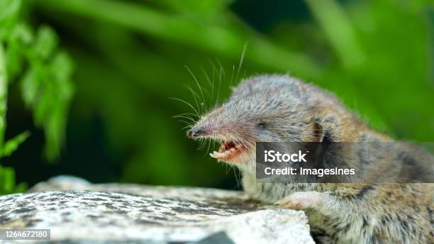 Bicolored Lesser Whitetoothed Shrew On Stone With Open Mouth And White Dangerous Teeth Stock Photo - Download Image Now