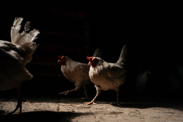 istock chickens walking from the dark at a chicken farm 1264672442