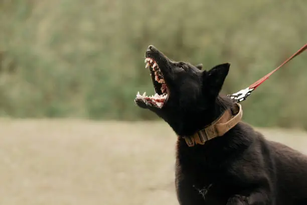 Photo of aggressive black dog barking on a leash