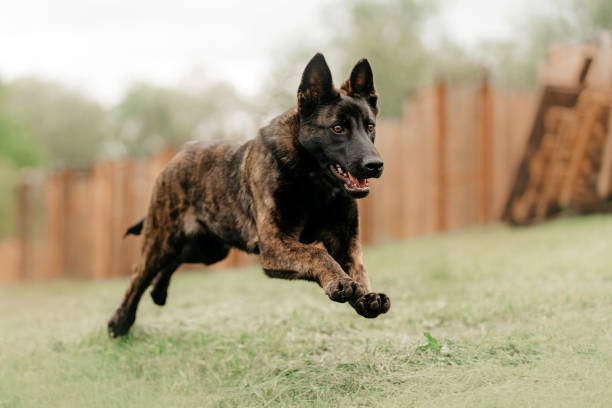 630+ Dutch Shepherd Stock Photos, Pictures & Royalty-Free Images - iStock | Dutch shepherd dog