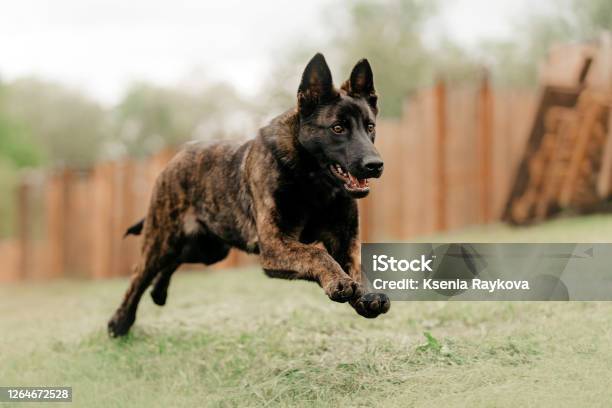 Dutch Shepherd Puppy Running Outdoors In Summer Stock Photo - Download Image Now - Guard Dog, Dog, Running