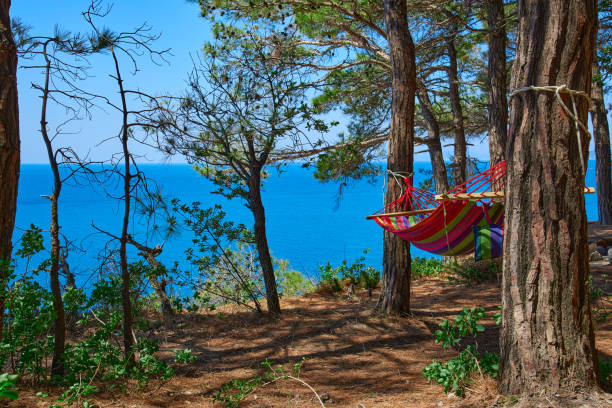 istock A colored hammock is stretched between pine trees on a slope against the sea 1264673192
