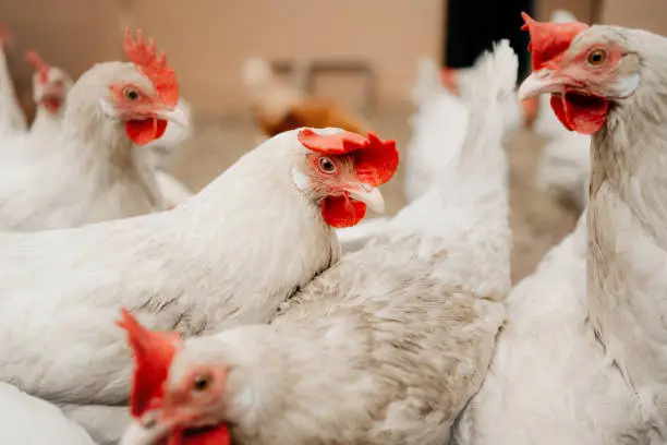 Photo of white chickens at a farm, close up