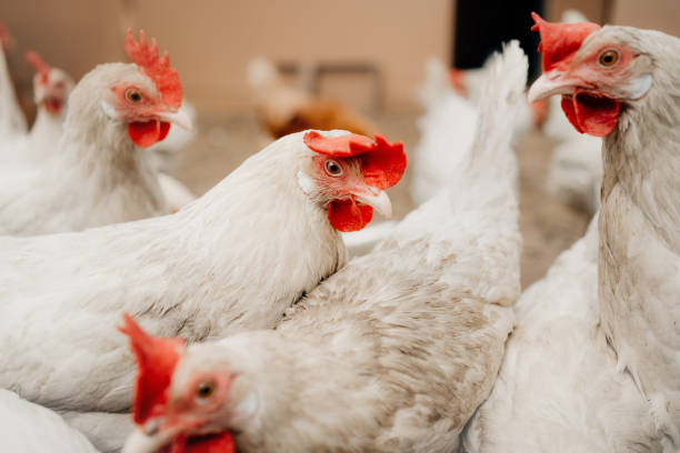white chickens at a farm, close up - chicken house imagens e fotografias de stock