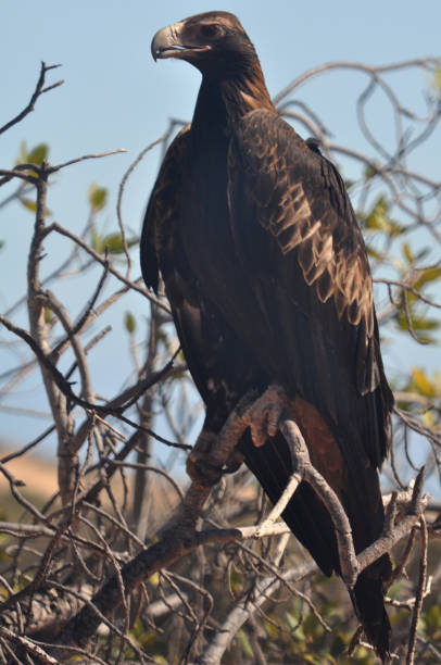 istock Wedge-tail eagle bird of prey. 1264673391