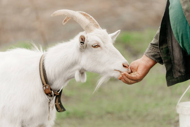 istock close up of feeding white goat at a farm 1264673392