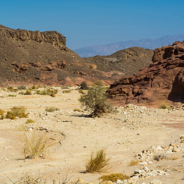 istock Whimsical Patterns of the Desert 1264674160