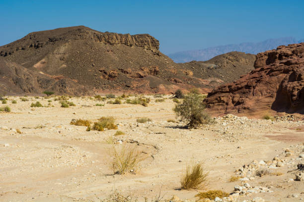 istock Whimsical Patterns of the Desert 1264674163