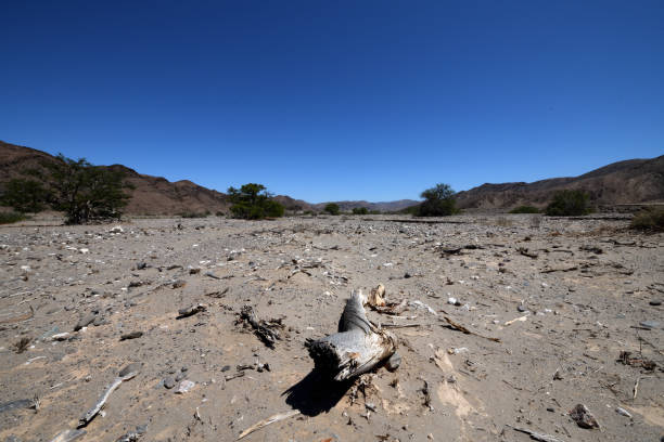 Remains of a flood in the Mudorib River. The Mudorib is a tributary of Hoanib River, in the Kunene Region of Namibia. It is usually dry. Detritus from the flood is seen laying over the river bed. In the foreground is a parched branch. The sky is blue, and the river bed disappears to the horizon. The photo is taken with a wide angle lens.The Hoanib is known for having a large number of desert adapted elephants. The photo was taken in February 2020.