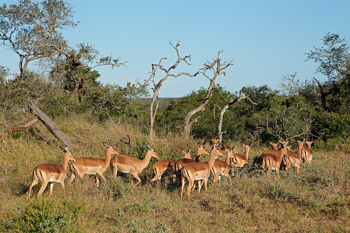 A herd of impala antelopes (Aepyceros melampus), Mkuze game reserve, South Africa
