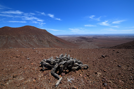 The Harrisia martinii cactus dominated the foreground. It looks to be dead or dying. The rock around it is red. In the distance the plateaux near Twyfelfontein can be seen. The photo was taken on an outcrop near Goboboseb and Brandberg Mountains in the Erongo Region of Namibia in February 2020. It is wide angle.