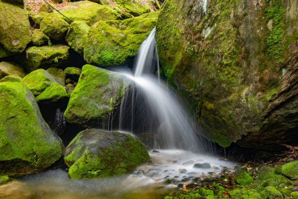 istock Nature rainforest river cascade. Stream in forest nature. 1264674755