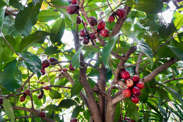 istock Mamiew Pomerac rose apple fruit on tree, Red ripe Malay Apple fruit on tree branch with green leaves background (Syzygium Malaccense). MYRTACEAE 1264676650