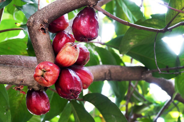 istock Closeup Mamiew Pomerac rose apple fruit on tree, Red ripe Malay Apple fruit on tree branch with green leaves background (Syzygium Malaccense). MYRTACEAE 1264676721