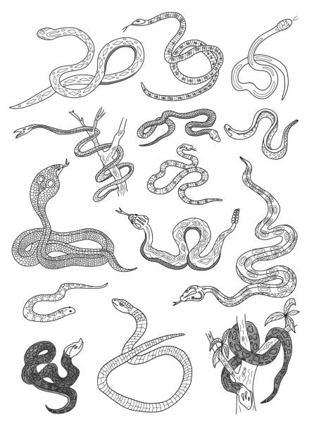 illustrazioni stock, clip art, cartoni animati e icone di tendenza di set di doodle serpenti - snake rattlesnake poisonous organism fang