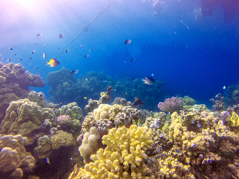 The underwater world with coral reef and marine fish. Underwater world scene. 360-Degree view.