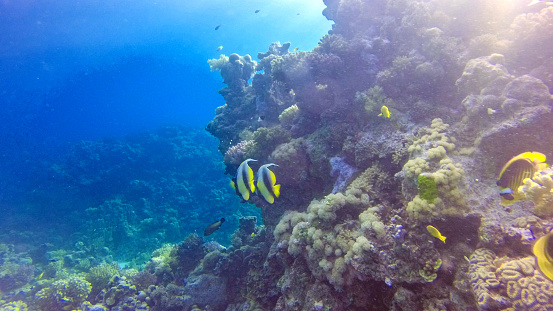 istock A couple of angel fish on the Red Sea reef 1264676999