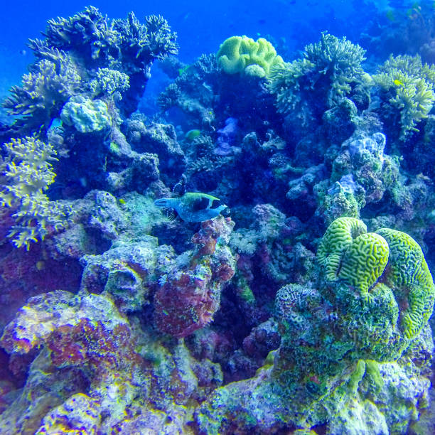 Underwater coral reef in red sea