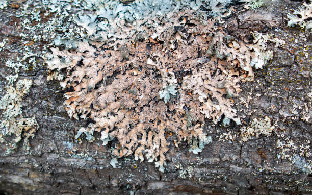 istock Colorful tree bark with moss and fungus 1264678132
