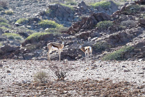 The two Springbok are in the centre of the photo, looking at the camera. One is in profile the other has their back to the camera. The foreground is rocky desert and behind them, out of focus, is the side of a hill\n\nThe photo was taken near Puros in the Kunene Region of Namibia in February 2020