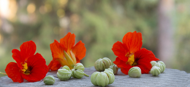 Colorful nasturtium flowers with green seeds on natural background