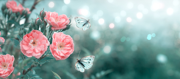 Mysterious spring floral banner with blooming rose flowers and flying butterflies on blurred background in soft pastel colors and shiny glowing bokeh
