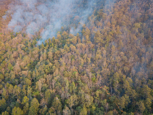istock WildFire Burning Forest Aerial View Above 1264682472